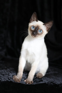Purebred Siamese kitten with blue eyes on dark background