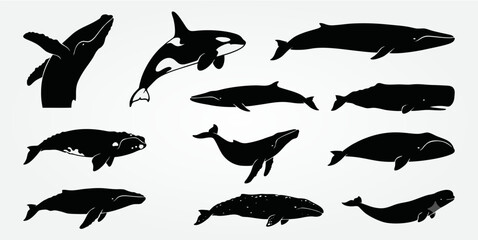 Whale silhouette vector set © metakritik