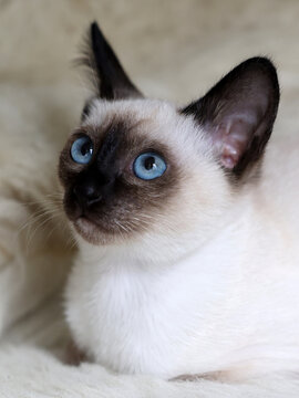 Thai kitten with blue eyes sitting on soft white blanket