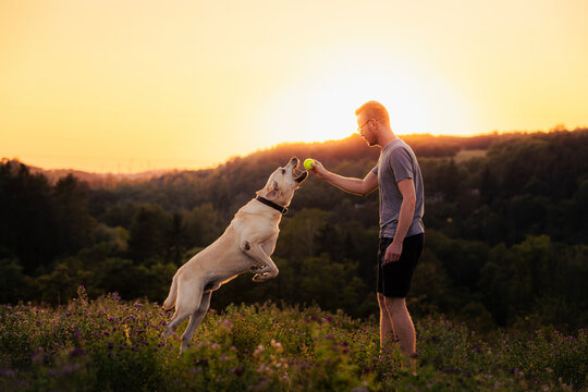 Man playing with his Labrador retriever dog on green meadow at sunset. Domestic pet animal jumping to take ball from owners hand. Friendship, training and active pet lifestyle concept.