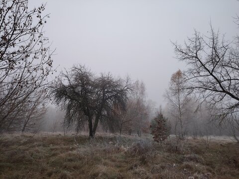 Solitary bare tree standing on a frosted meadow on a foggy autumn morning
