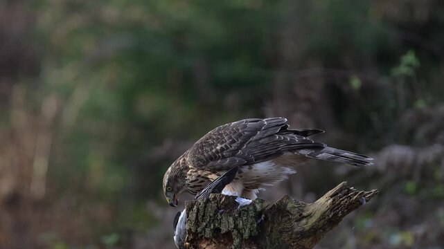 Goshawk sitting on a dead branch plucking feathers from a dead wood pigeon, autumn, birds of prey, north rhine westphalia, (accipiter gentilis), germany