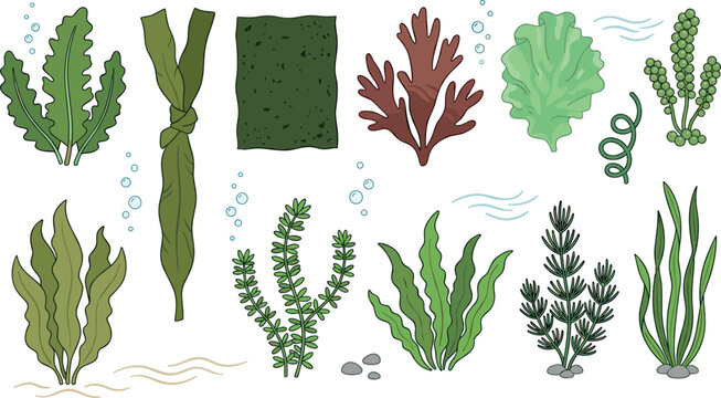 Edible Seaweed and Algae Vector Collection with Wakame Kombu Nori Dulse Sea Grapes and Ocean Plants Illustration
