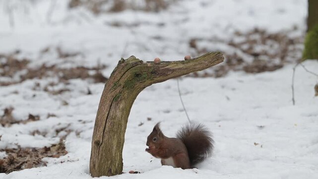 A red squirrel searches for food in the snow on a dead tree trunk with a jay in background, european red squirrel, winter, north rhine westphalia, (sciurus vulgaris), germany