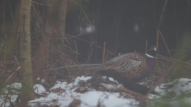 A pheasant cocks are searching for food in the snow at the edge of the forest, together with a blackbird, north rhine westphalia, winter, (phasianus colchicus), germany