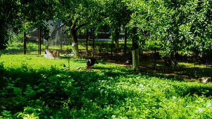 Fototapeta premium Green garden with lush grass and trees, a person tending to plants in the background, surrounded by a fenced area and bright sunlight filtering through leaves