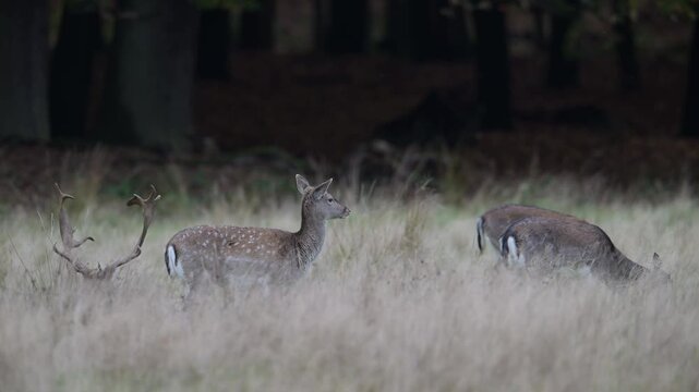 A fallow deer buck lies down amongst a herd of fallow deer during the rutting season, autumn, (dama dama), muensterland, germany