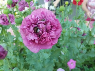 Obraz premium Unusually beautiful decorative poppies bloomed in the garden this summer