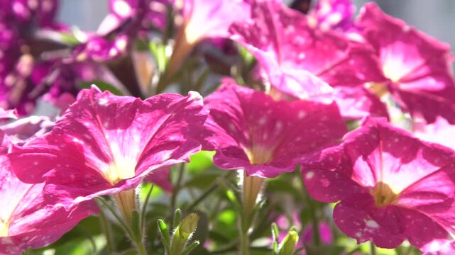Bloom Pink Petunia bud Flowers Background. Summer plant in pot.