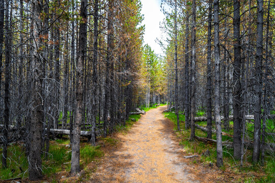 Scenic Hiking Trail to Fairy Falls Yellowstone