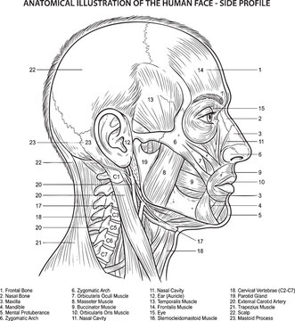 Detailed anatomical line of human face side profile with numbered labels anatomy skeletal structure