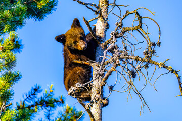Cute Black Bear Cub Plays in Tree at Sunset © PhotoSpirit