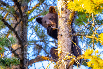 Cute Black Bear Cub Portrait on Pine Tree © PhotoSpirit
