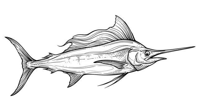 Marlin Fish Drawing in Artistic Ink Illustration Style Isolated on White