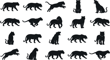 Tiger silhouette vector icon set featuring black wild cat shapes in various poses including running jumping stalking sitting and roaring predator contours © Rakib