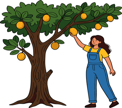 Lemon Citron Tree Harvest Vector Illustration Featuring Woman Farmer Character in Denim Dungarees Overalls Picking Fresh Yellow Fruits for Orchard Designs