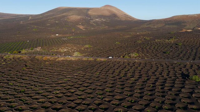 Aerial Sunset View of the Volcanic Vineyards and Ash Craters in La Geria Lanzarote