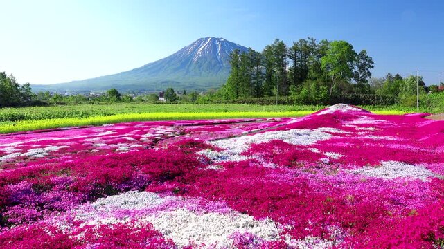 羊蹄山と芝桜
