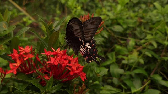 Black butterfly feeding on vibrant orange Ixora flowers in a lush tropical garden. The butterfly gracefully collects nectar while contributing to natural pollination, showcasing beauty of biodiversity