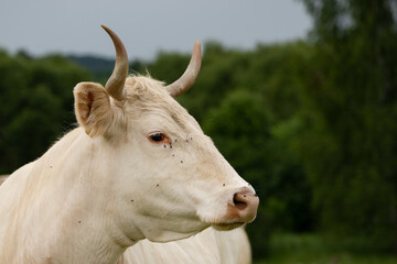 Side Profile Portrait of White Dairy Cow with Horns in Rural Livestock Farming Scene © Edijs