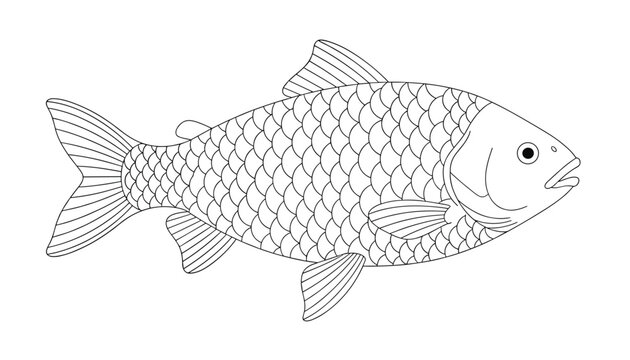 Detailed black and white vector illustration of a carp or similar freshwater fish showing scales, fins, and gills.