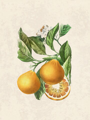 Citrus Botanical Illustration on Beige Background