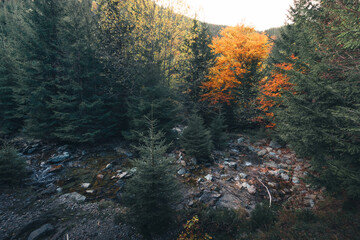 Coniferous forest with autumn colors on mountain slopes © Jan