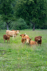 Fototapeta premium Cattle Herd and Calves Grazing on Organic Pasture in Sustainable Livestock Farming Landscape
