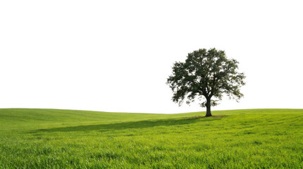 Fototapeta premium Solitary oak tree casting shadow on vibrant green grass field during daylight