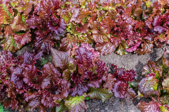 Red lettuce Lollo Rossa on field, top view close-up