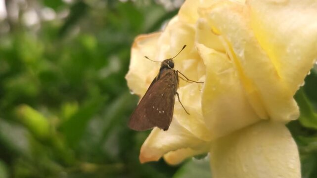 Skipper Butterfly