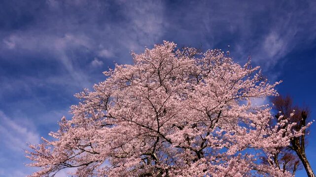 駒つなぎ桜