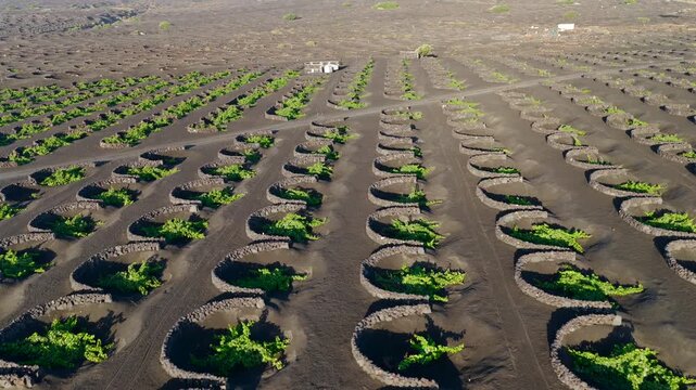 Aerial Sunset View of the Volcanic Vineyards and Ash Craters in La Geria Lanzarote