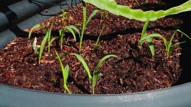 Young corn plants growing in a raised bed