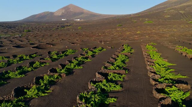 Aerial Sunset View of the Volcanic Vineyards and Ash Craters in La Geria Lanzarote