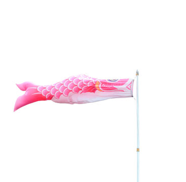 Pink koinobori carp streamer flying isolated on transparent background, png file