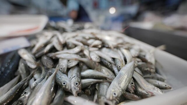 Fresh sardines for sale at fish market counter