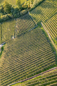 Aerial view of the terraced vineyards in Epesses with neat rows of vines and lush green foliage under warm sunlight in Bourg-en-Lavaux, Vaud, Switzerland.