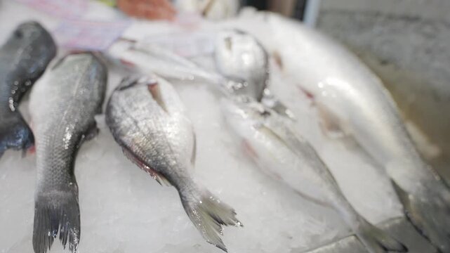 Fresh sea bass and sea bream on ice display