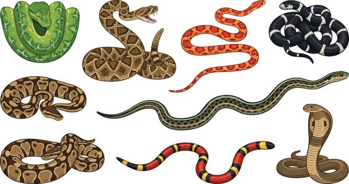 Snake Species Vector Illustration Set Featuring Cobra, Rattlesnake, Python, Green Tree Boa, and Coral Snake for Wildlife and Nature Educational Graphic Designs