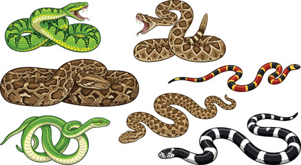Fototapeta premium Venomous and Constrictor Snake Species Vector Set Featuring Rattlesnake, Green Pit Viper, Python, Coral Snake, and Kingsnake for Wildlife Educational Graphic Designs