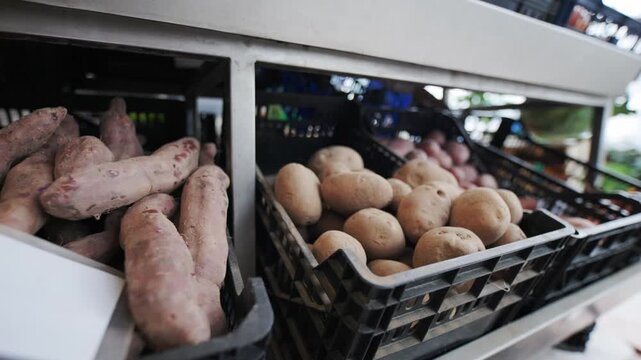 Fresh potatoes and sweet potatoes at farmers market stall
