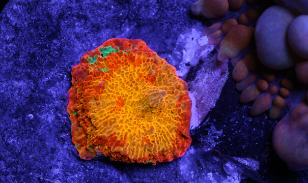Vibrant Jawbreaker Mushroom Coral in Marine Reef Aquarium