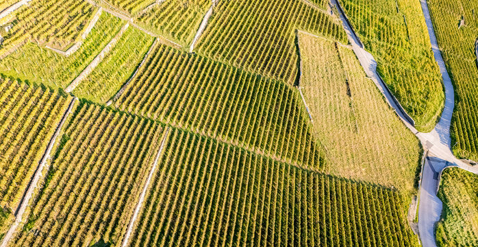 Aerial view of Epesses vineyards with terraced rows and stone walls in Bourg-en-Lavaux, Vaud, Switzerland.