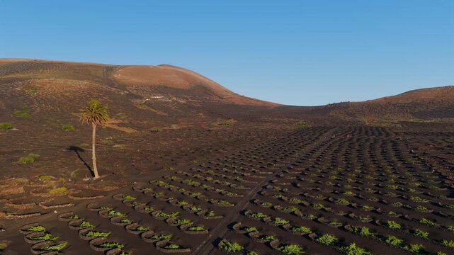 Aerial Sunset View of the Volcanic Vineyards and Ash Craters in La Geria Lanzarote