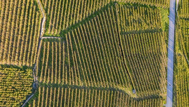 Aerial view of the terraced vineyards of Epesses with neat vine rows, stone retaining walls, and a narrow road in Bourg-en-Lavaux, Vaud, Switzerland.