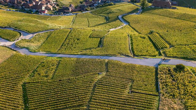 Aerial view of the terraced vineyards of Epesses with winding roads and lush green rows of vines in the rural landscape of Bourg-en-Lavaux, Vaud, Switzerland.
