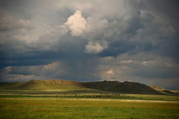 Fototapeta premium A herd of cattle under restless Montana skies