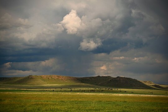 A herd of cattle under restless Montana skies