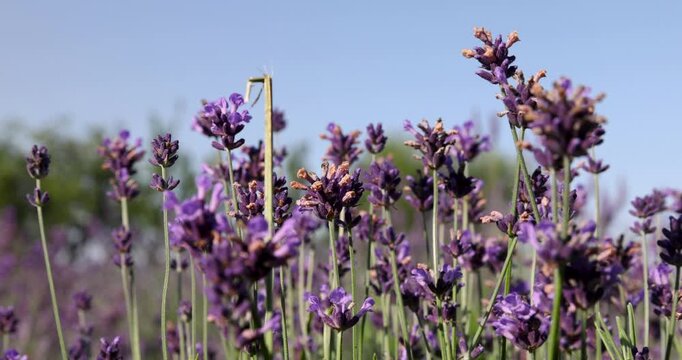 Lavender branches are lilac in color, blooming lavender on thin green peduncles is shot from bottom to top under the open sky in summer.